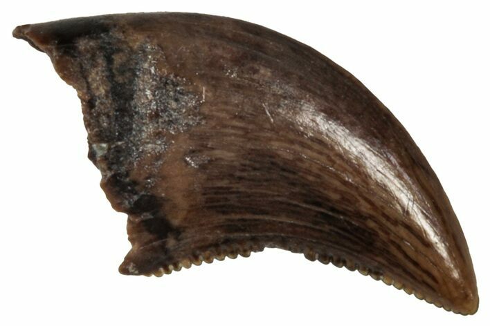 Serrated, Dromaeosaurid Theropod (Acheroraptor?) Tooth - Montana #341058